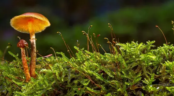 Błyskawiczny rozwój polskiego sklepu z growkitami